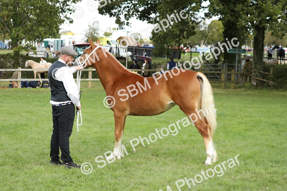 SBM_65498 - S47 - Mountain & Moorland In Hand Large Breeds