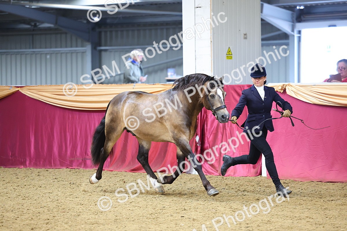 SBM_22675 - Class 903 - Supreme Final - IH Pre Vet