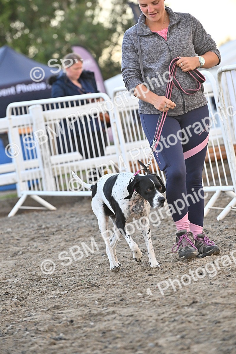 SBM_09564 - Lorry Dogs