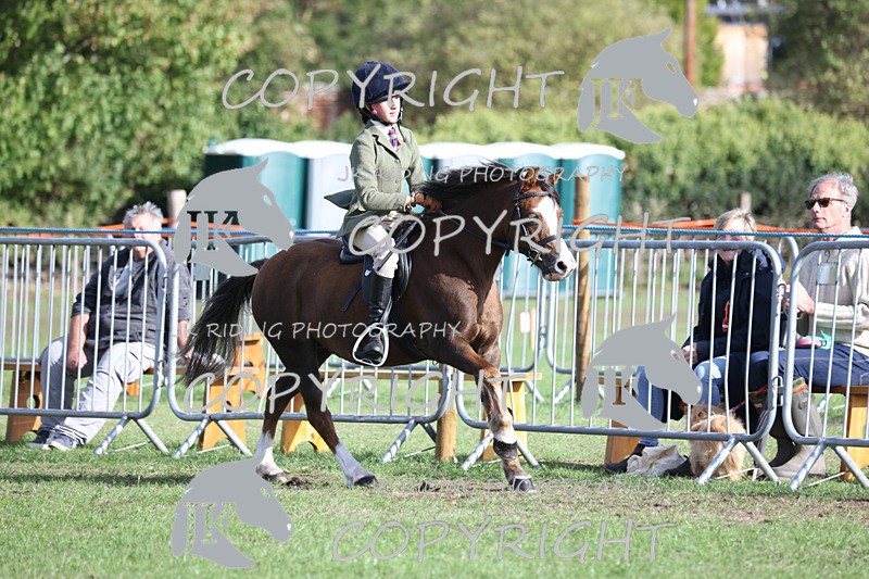 APP_4217 - Class 15a/b Pony club pony/Riding club horse