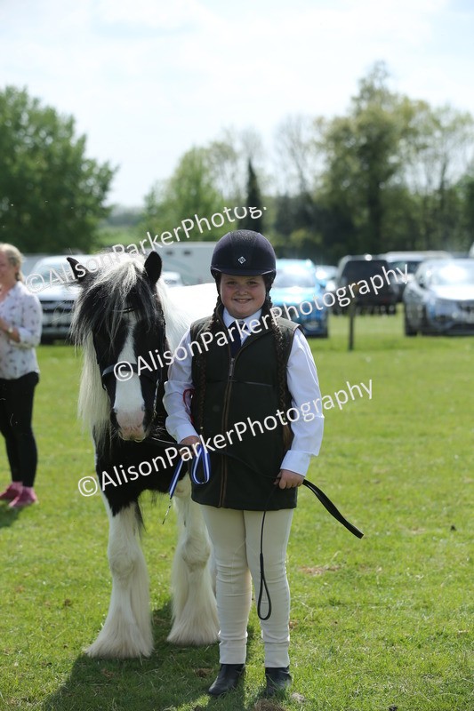 20250427-3440 - Class 8 - Handsomest Gelding