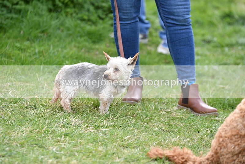 WJ5_0154 - Class 5 Best Veteran / 7 years & over