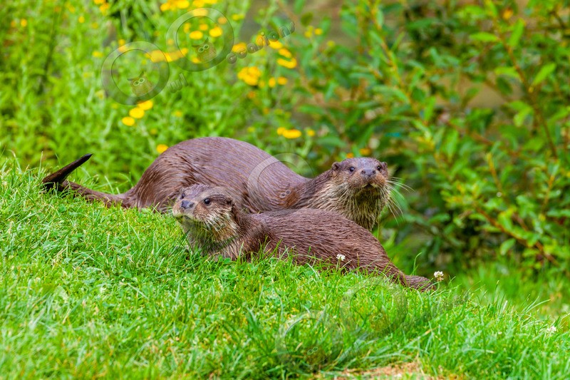 european otter lutra lutra-6070 - UK Wildlife
