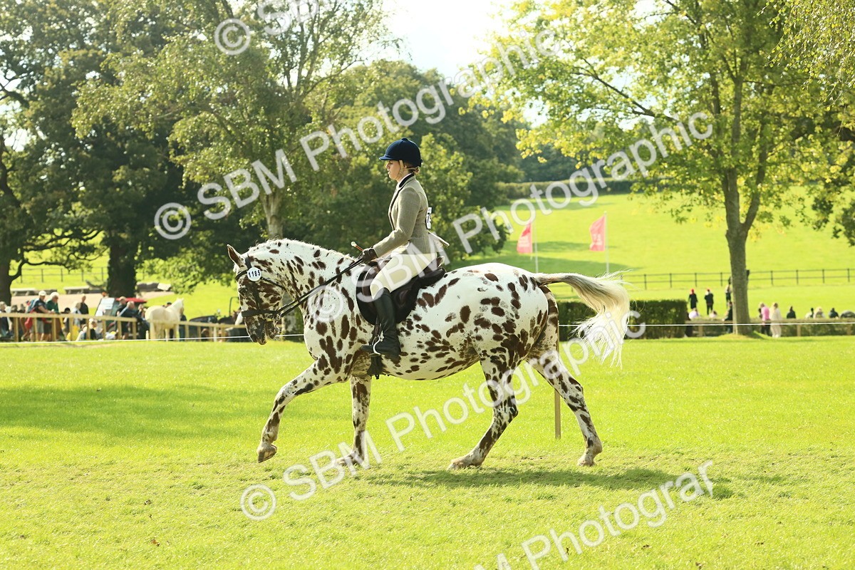 SBM_62476 - S62 - Foreign Breeds Ridden