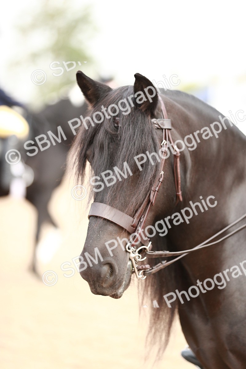 SBM_09424 - Class 202 Best Turned Out Ridden