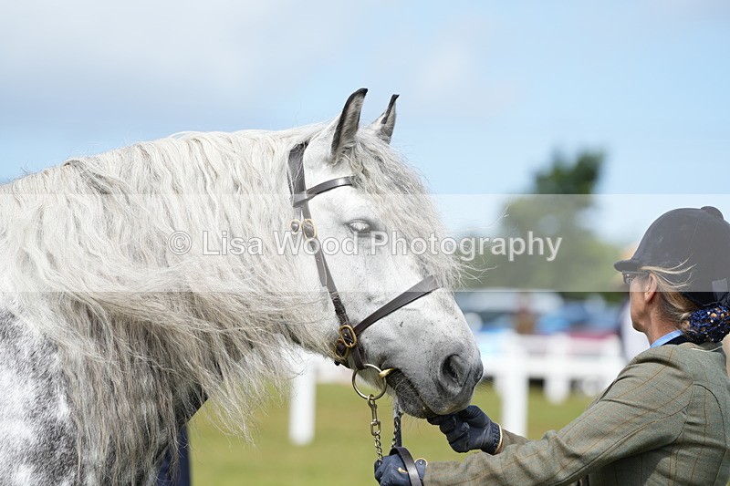 DSC05806 - Class 51: NPS M&M 4 years and over Large Breeds