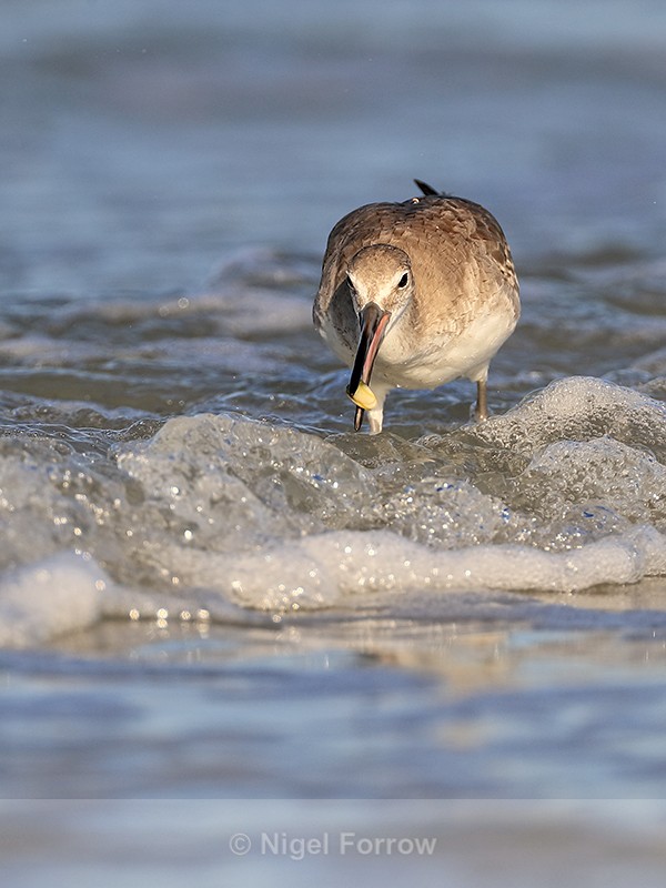 Willet catches shellfish, Fort De Soto Park, Florida - Willet