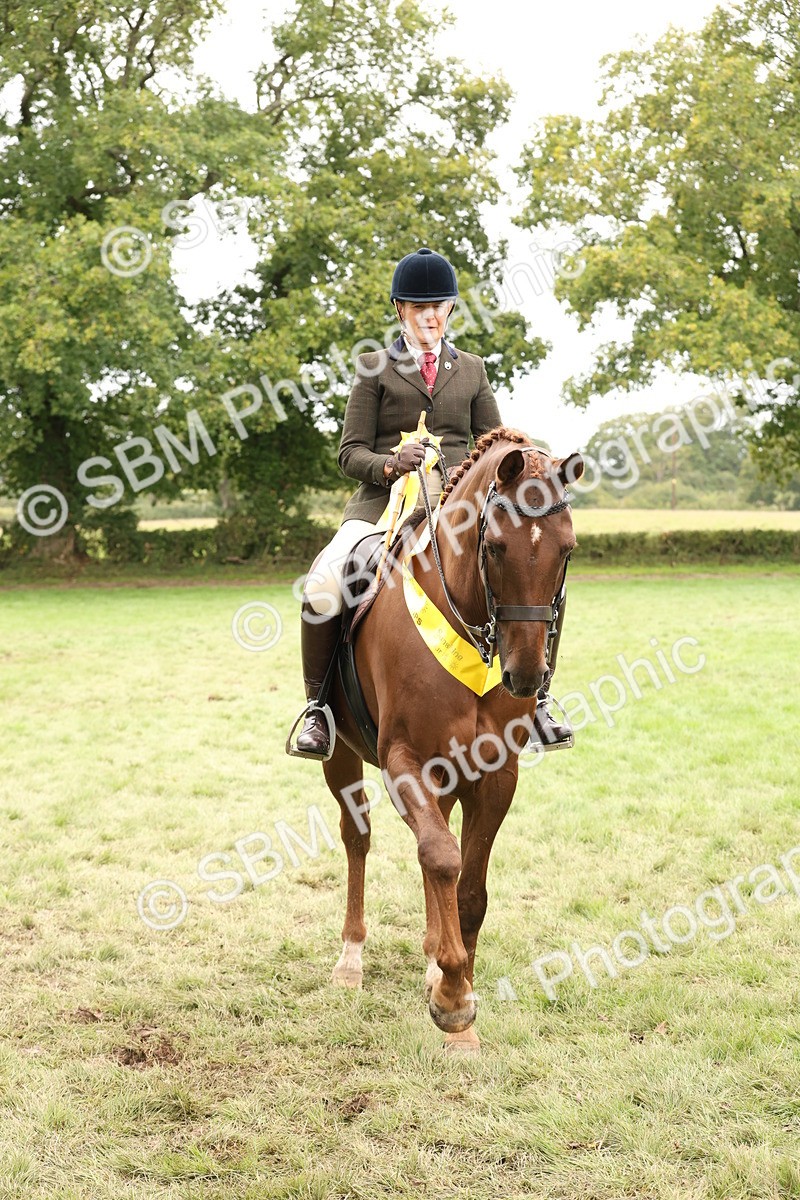 SBM_64336 - S65 - Riding Horse & Hack & Thoroughbred Ridden