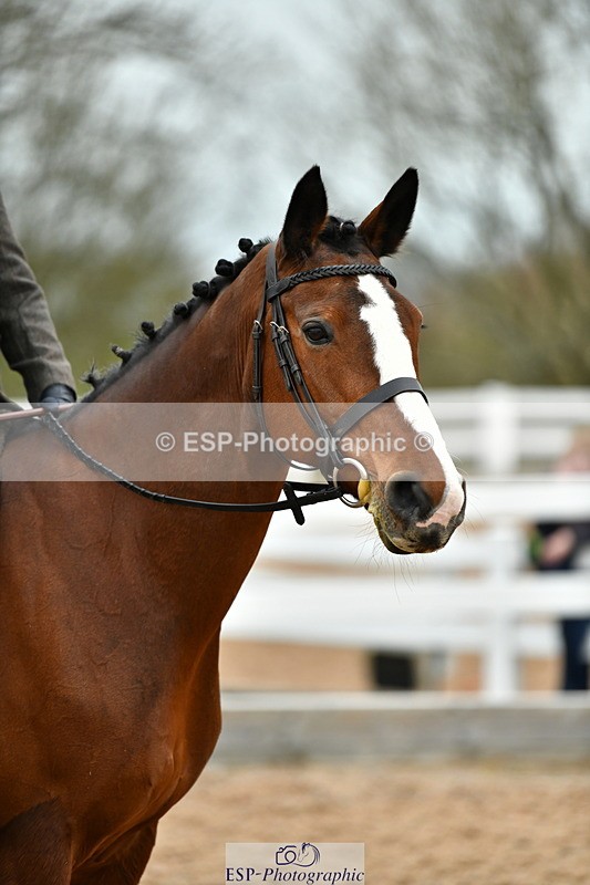 230416A-135813-04978 - Cls 60 Ridden Show Horse
