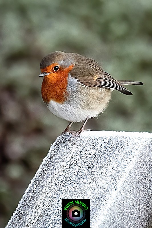 BBG-05-Robin in the frost, Dalavich, Argyll - Countryside & Garden Birds