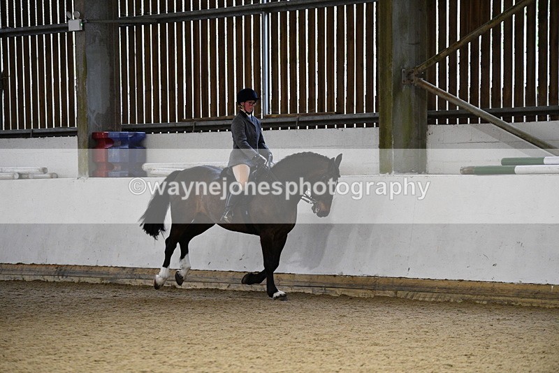 WJ5_8871 - Class 15 Ridden Show Horse