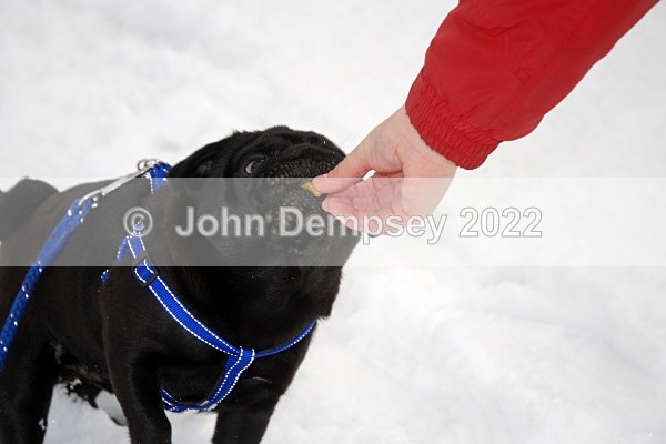 December Snow 8 - Walking the Dog