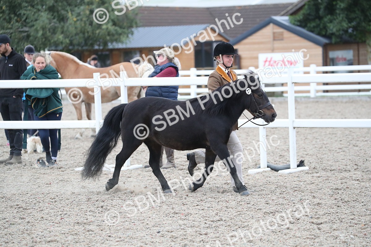 SBM_18307 - Class 318 IH Part bred Horse/Pony