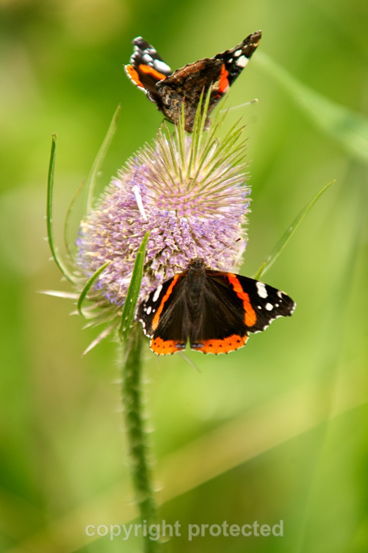 Red Admiral Butterfly - Foxearth Meadows - Suffolk - Invertebrates