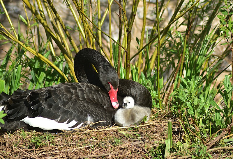 Black Swan Cygnet Spring 2026 - Dawlish and Black Swans