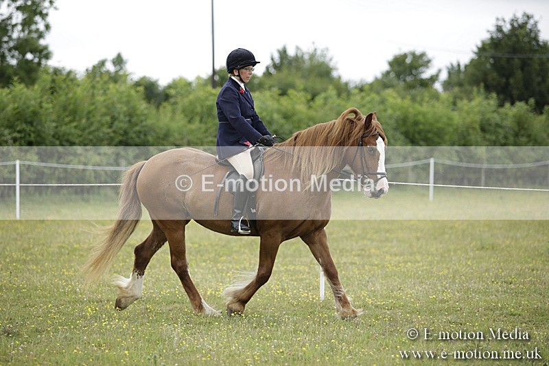 BVR160717-1513 - Ring 1 BVRC Show 16/07/17