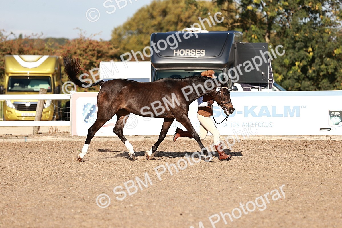 SBM_11368 - Class 402 - IH  Veteran pony