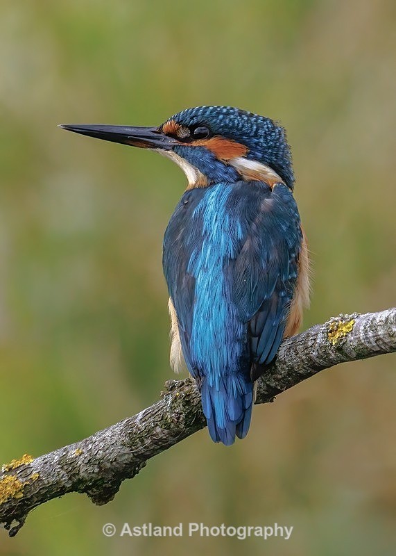 Kingfisher - Latest Images