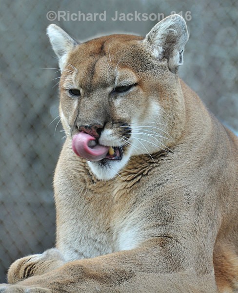 Cougar - Animals