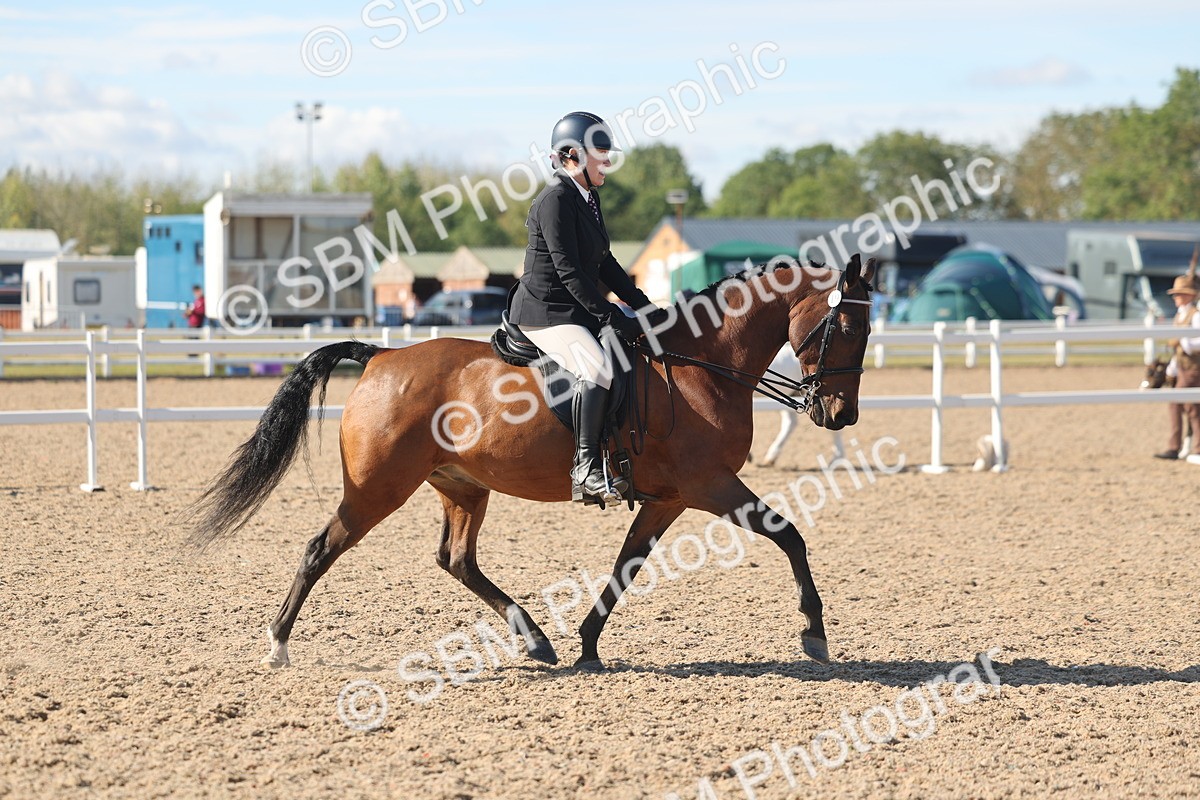 SBM_13044 - Class 305 - Ridden Foreign Breed Pure Bred