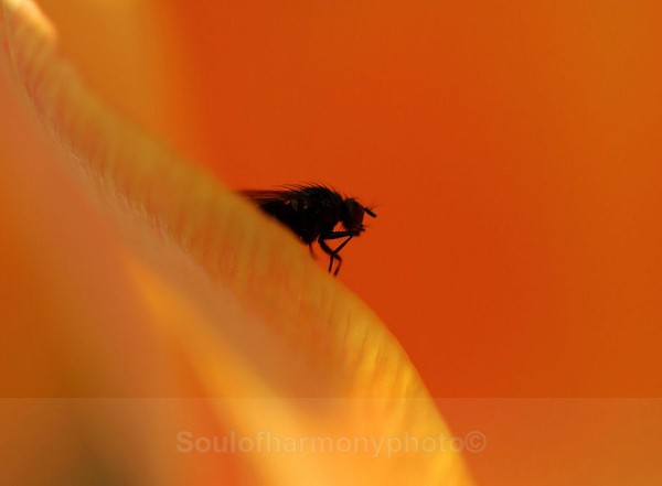 Evil Of Flowers - Invertebrate's Macro