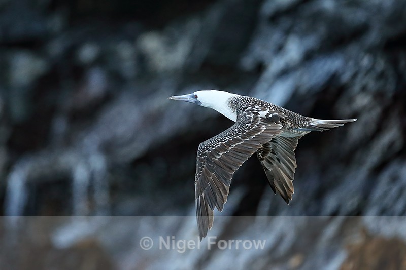 Peruvian Booby flying, wings down, Chanaral Island, Chile - Peruvian Booby