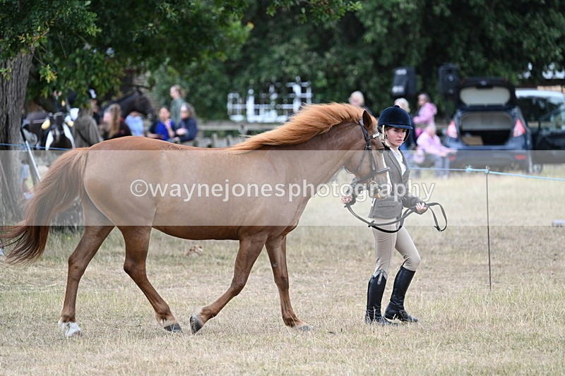 WJ7_8180 - Class 4 Prettiest Mare up to 14.2hh