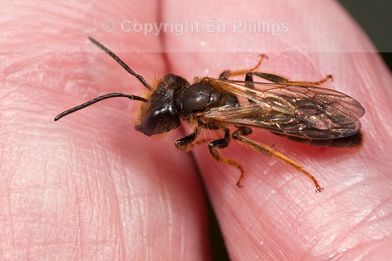 Andrena bucephala (m)