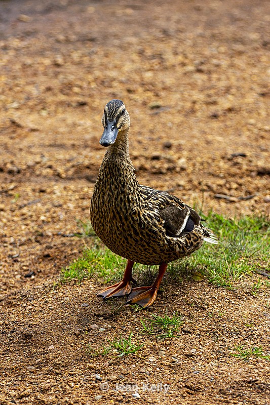 Mallard Duck - DSC_5847 - Birds