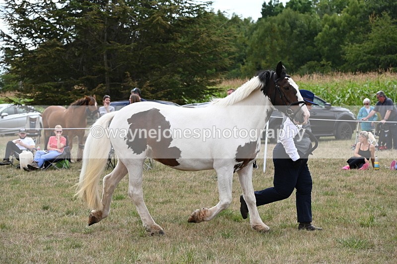 WJ6_5582 - Class 18 In-hand Coloured