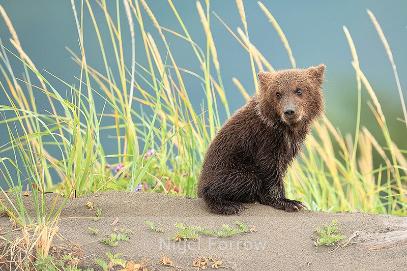 Brown Bear cub sitting on sand dune, Silver Salmon Creek, Alaska - Brown Bear