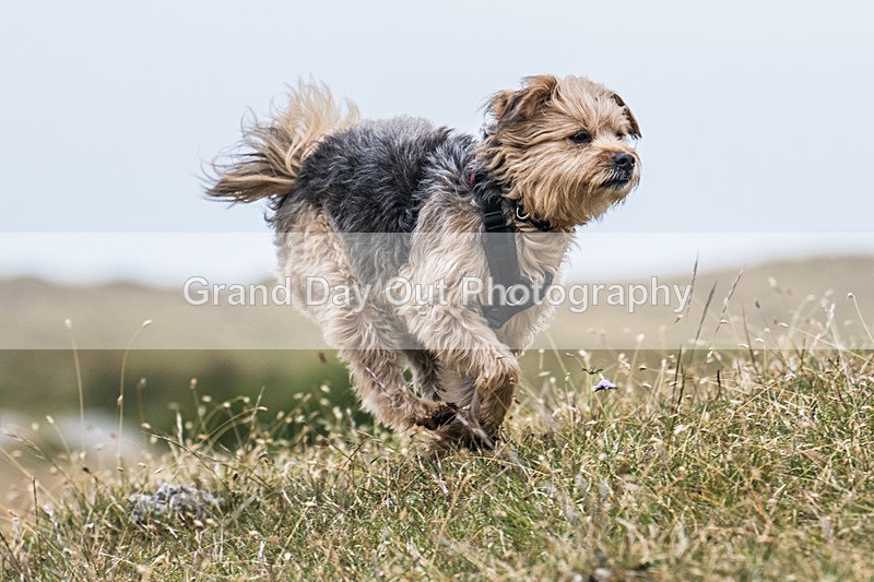 Hutton Roof-684 - Hutton Roof Fell Race Saturday 24th May 2025