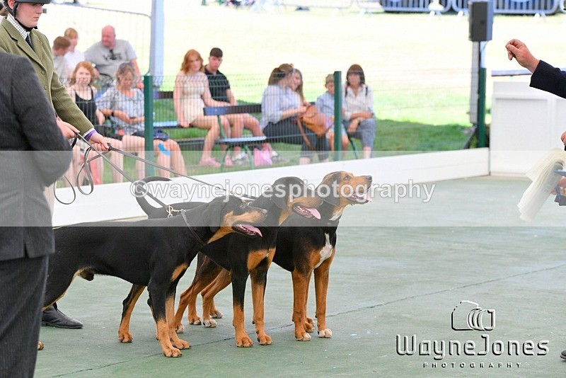 WJ5_0849 - Berks & Bucks at the Great Yorkshire Show 2025