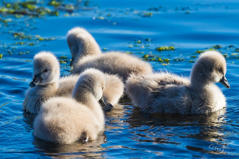 7 Four flufballs 0A3A6887 - Black Swans and cygnets