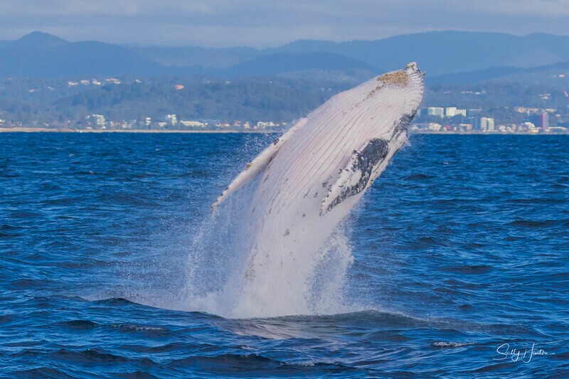 0A3A2502 - 2024 Whale Photos