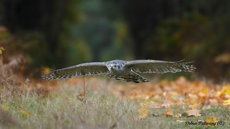Goshawk - Birds Of Prey