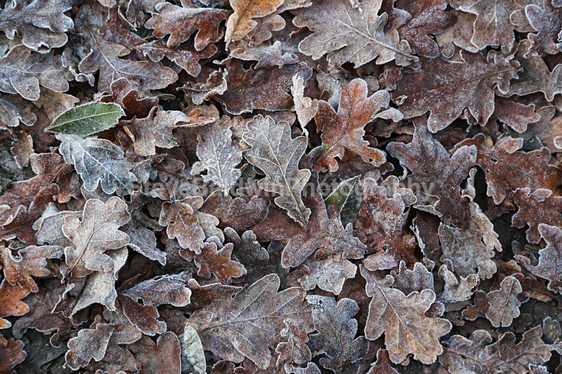 Frosty Oak Leaves:5E - Earth: Close to Home
