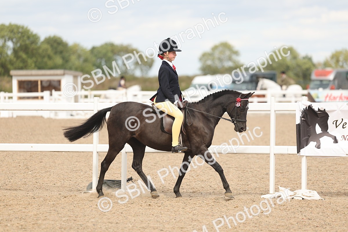 SBM_15973 - Class 311 - Ridden Show pony-Show hunter Pony