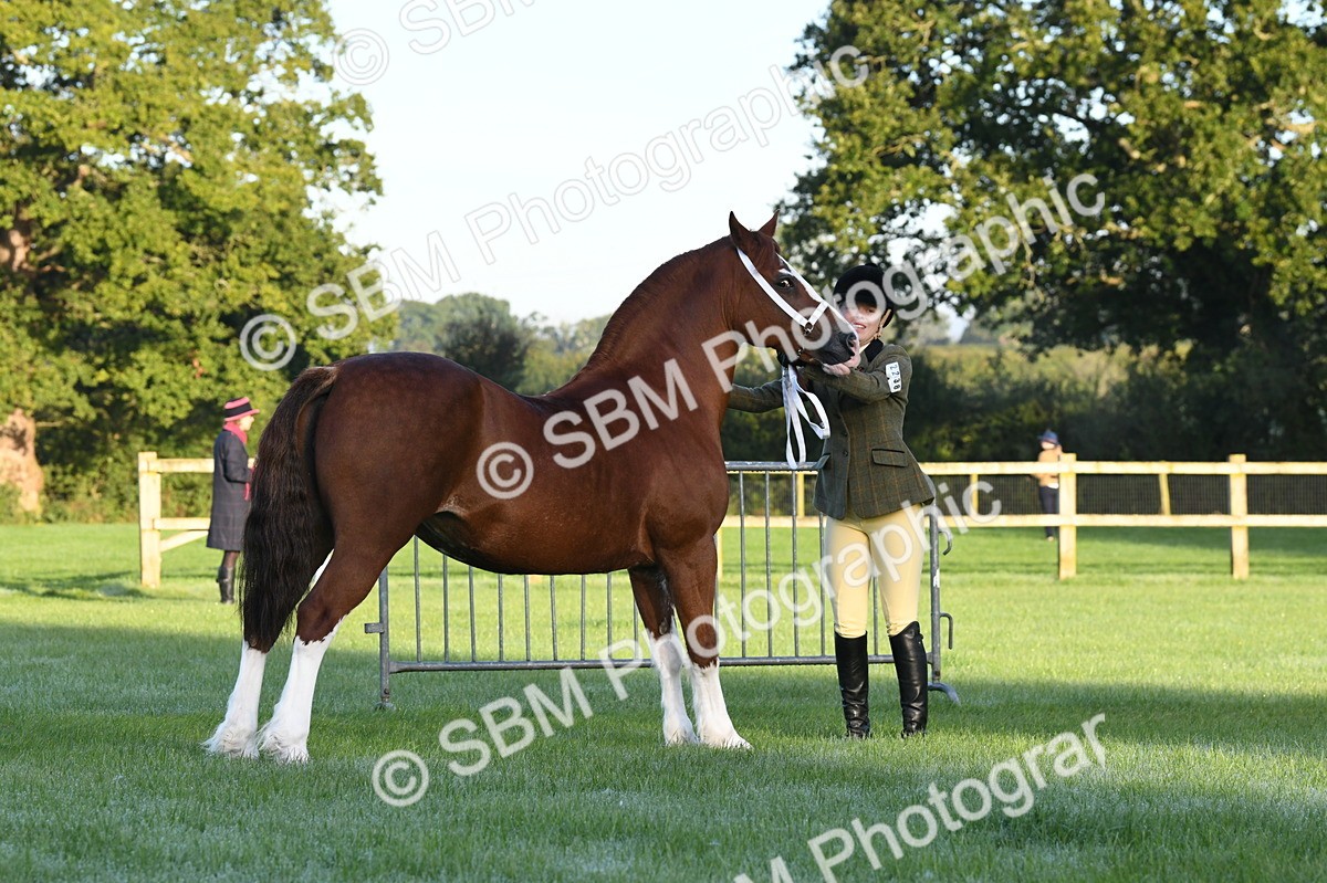 SBM_32521 - S15 - Condition & Turnout In Hand