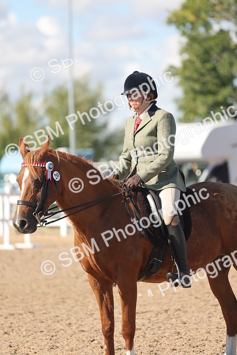 SBM_13087 - Class 305 - Ridden Foreign Breed Pure Bred