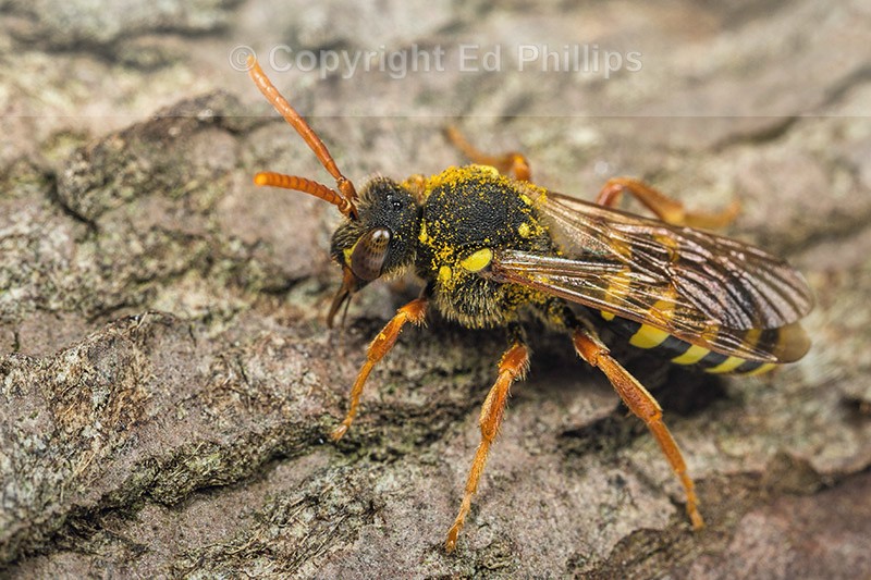 Nomada goodeniana (f)