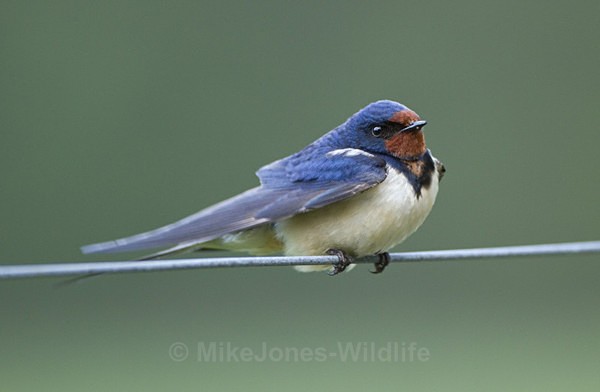 Swallow, Isle of Mull - ISLE OF MULL WILDLIFE, Wildlife images from the Inner Hebrides