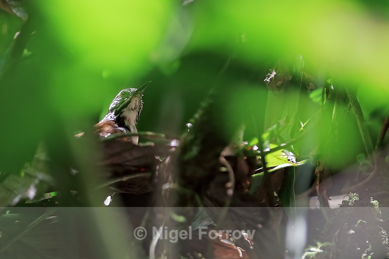 White-breasted Wood-Wren obscured view, Arenal, Costa Rica - White-breasted Wood-Wren