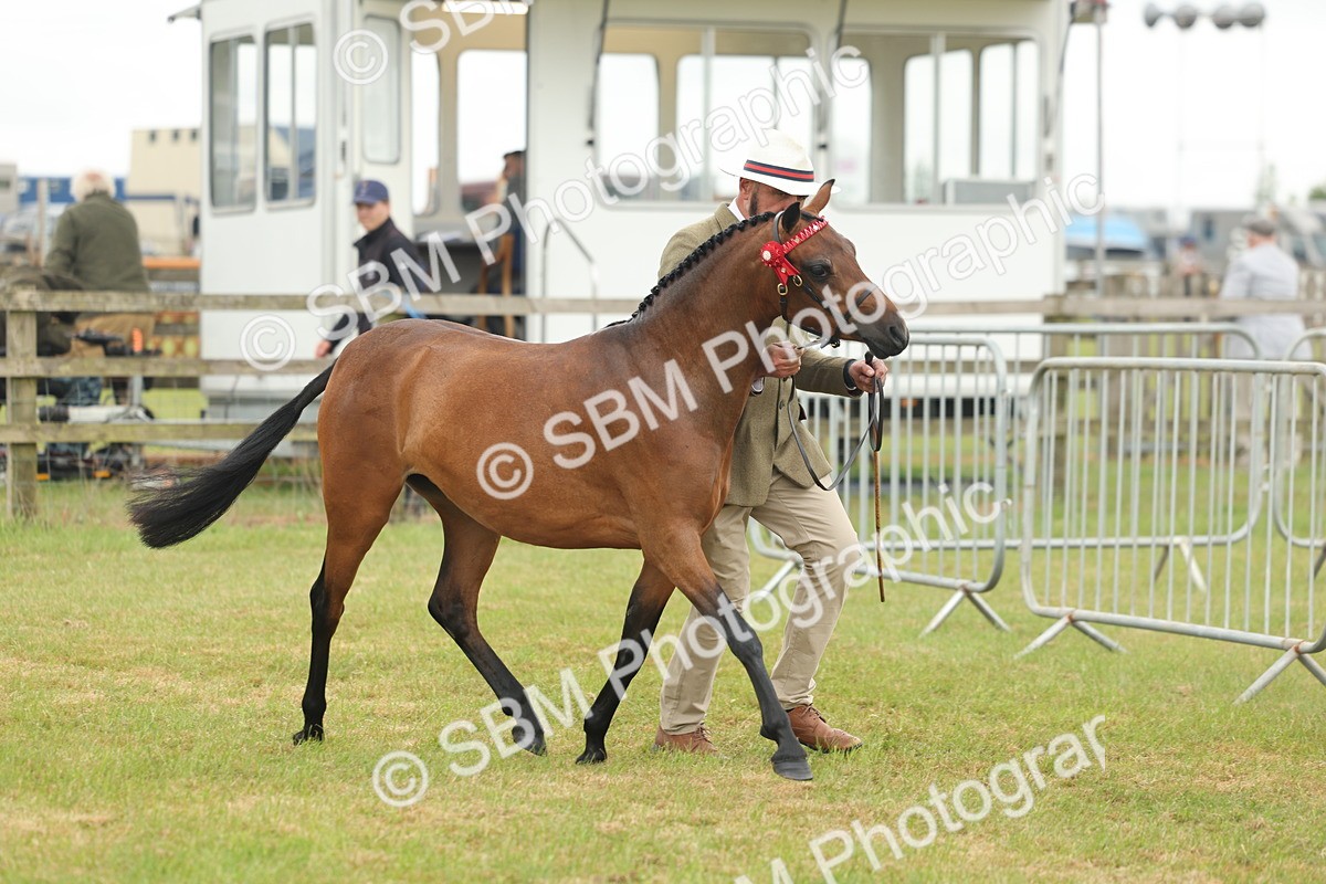 SBM_05425 - Class 68-73 - Riding Pony Breeding