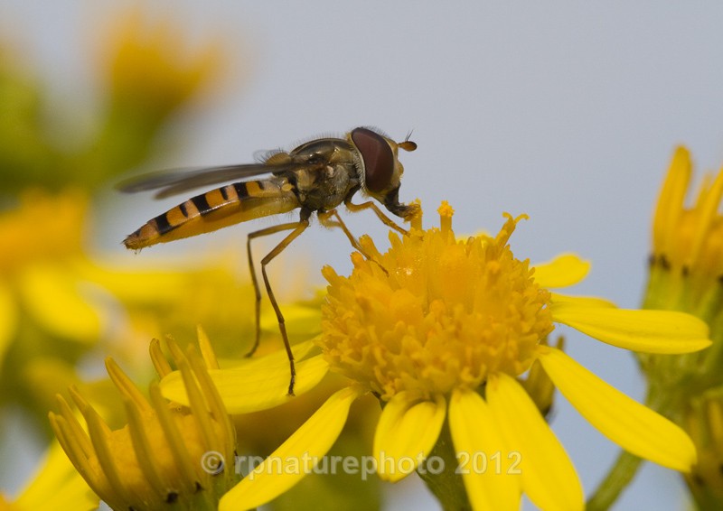 Hoverfly - Episyrphus balteatus RPNP0105 - Insects & Spiders