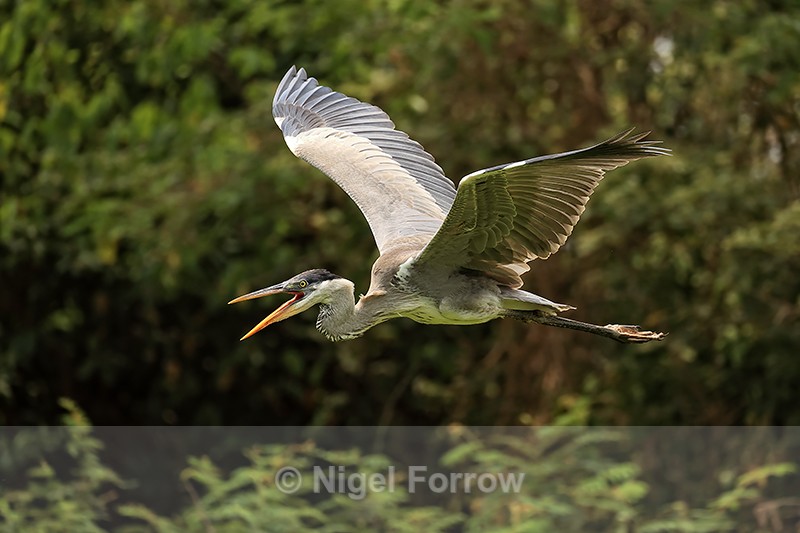 Cocoi Heron (immature) in flight, Mato Grosso, Brazil - Cocoi Heron