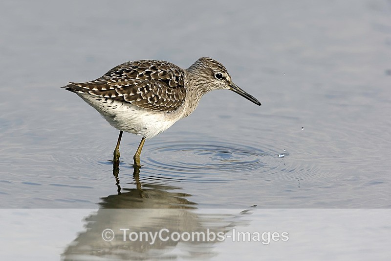Wood Sandpiper  1604-19988 - Lesvos ~ Wading Birds