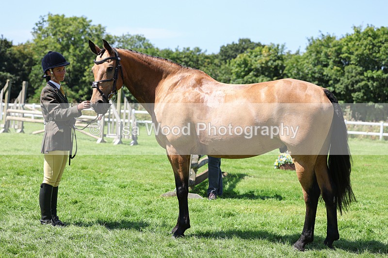 3E7A9073 - Class 6: Open Working Horse