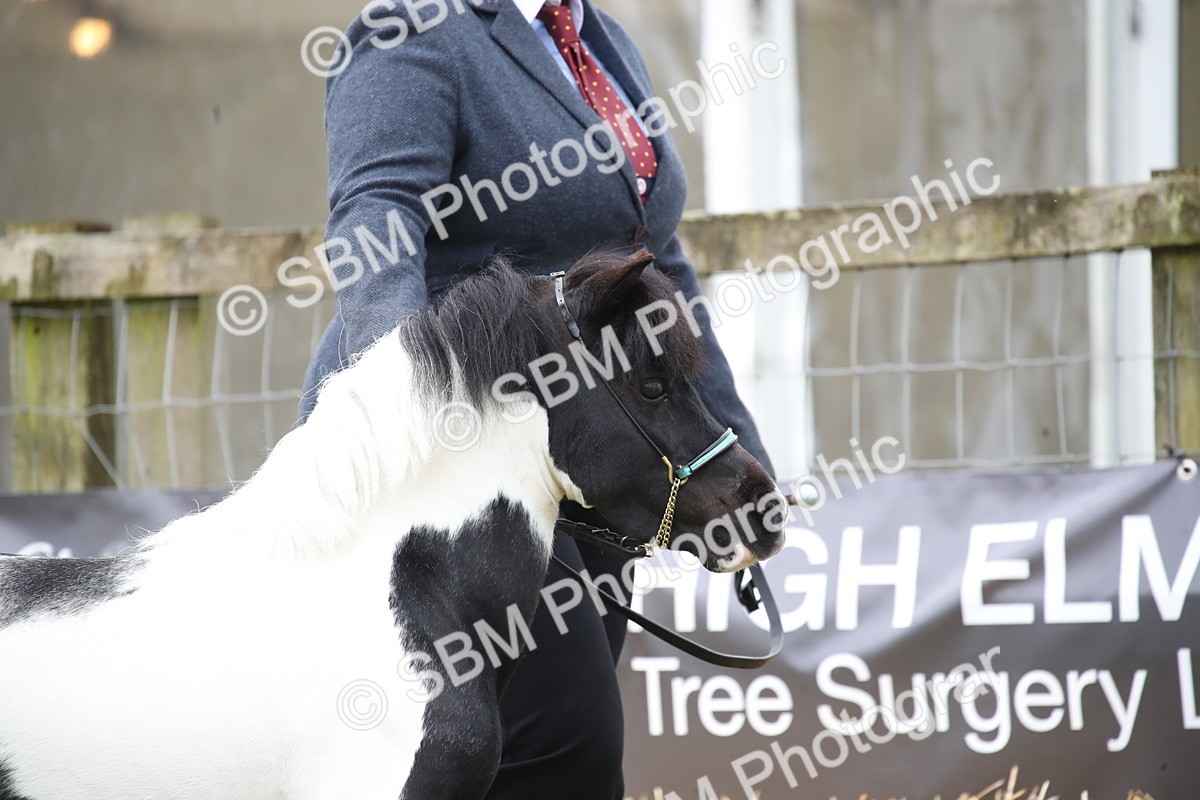 SBM_03682 - Class 23-25 - British Miniature Horse of the Year