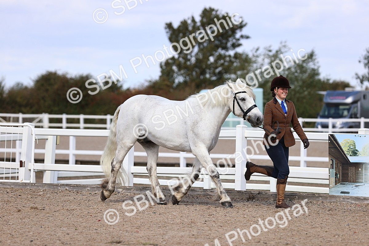 SBM_14360 - Class 412 - Handsomest Gelding (IH or Ridden)Adult